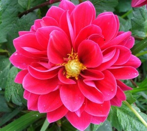 flower-pink-dahlia[1]