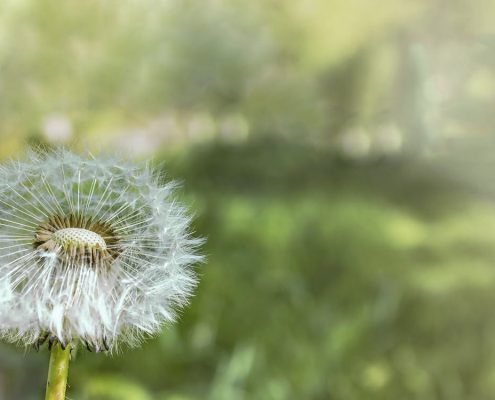 SMT dandelion