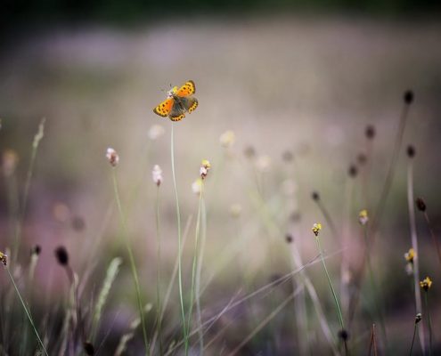 Revisit resilience