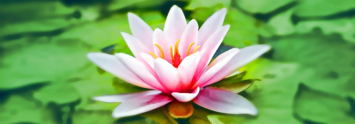 Stillness Meditation Therapy