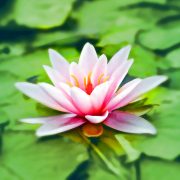 Stillness Meditation Therapy