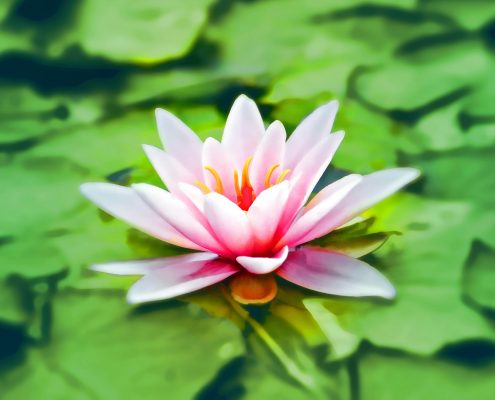 Stillness Meditation Therapy
