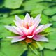 Stillness Meditation Therapy