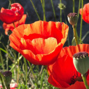 Stillness Meditation Therapy Consultancy April 2026