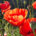 Stillness Meditation Therapy Consultancy April 2026