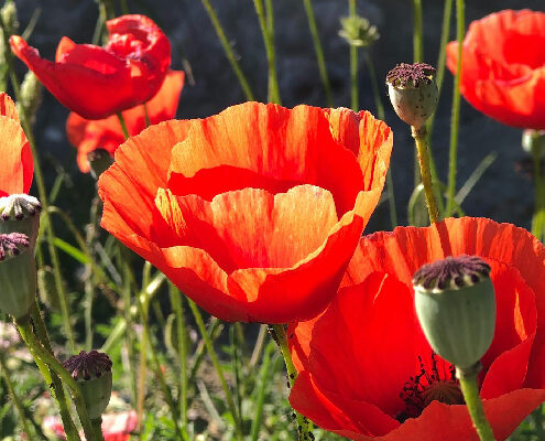 Stillness Meditation Therapy Consultancy April 2026